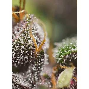 Dark Devil Red Family  Auto® X25-Sweet Seeds