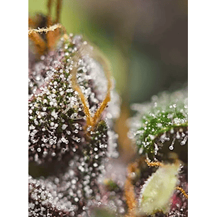 DARK DEVIL RED FAMILY  AUTO® X25-SWEET SEEDS