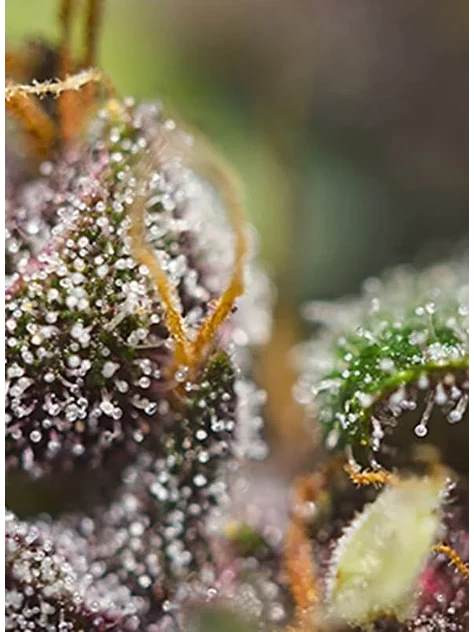 Dark Devil Red Family Auto® -Sweet Seeds (X25/X3+1) 2