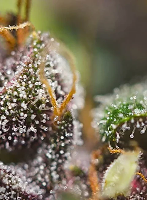 Dark Devil Red Family Auto® -Sweet Seeds (X25/X3+1)