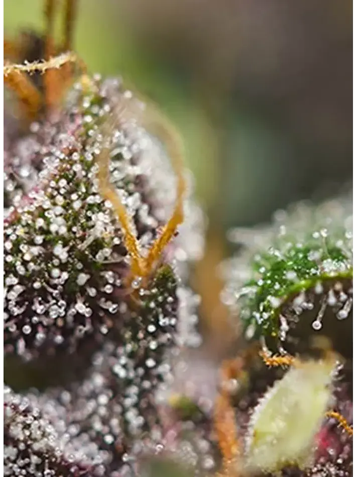 Dark Devil Red Family Auto® -Sweet Seeds (X25/X3+1) 2