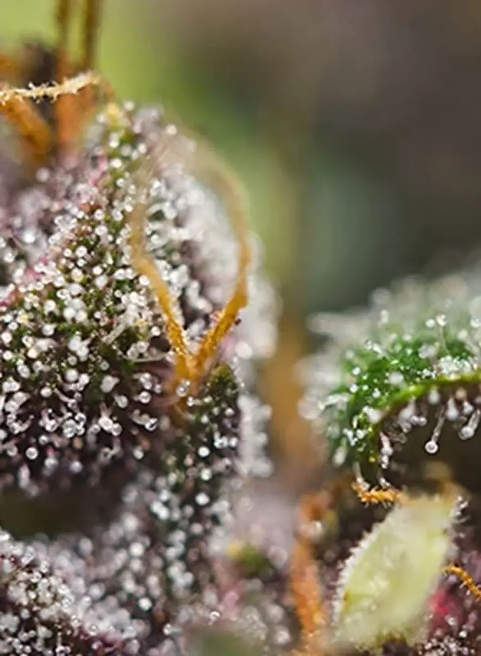 Dark Devil Red Family Auto® -Sweet Seeds (X25/X3+1) 2