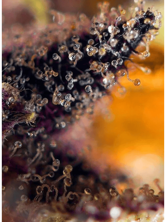 DARK DEVIL RED FAMILY  AUTO® X25-SWEET SEEDS 3