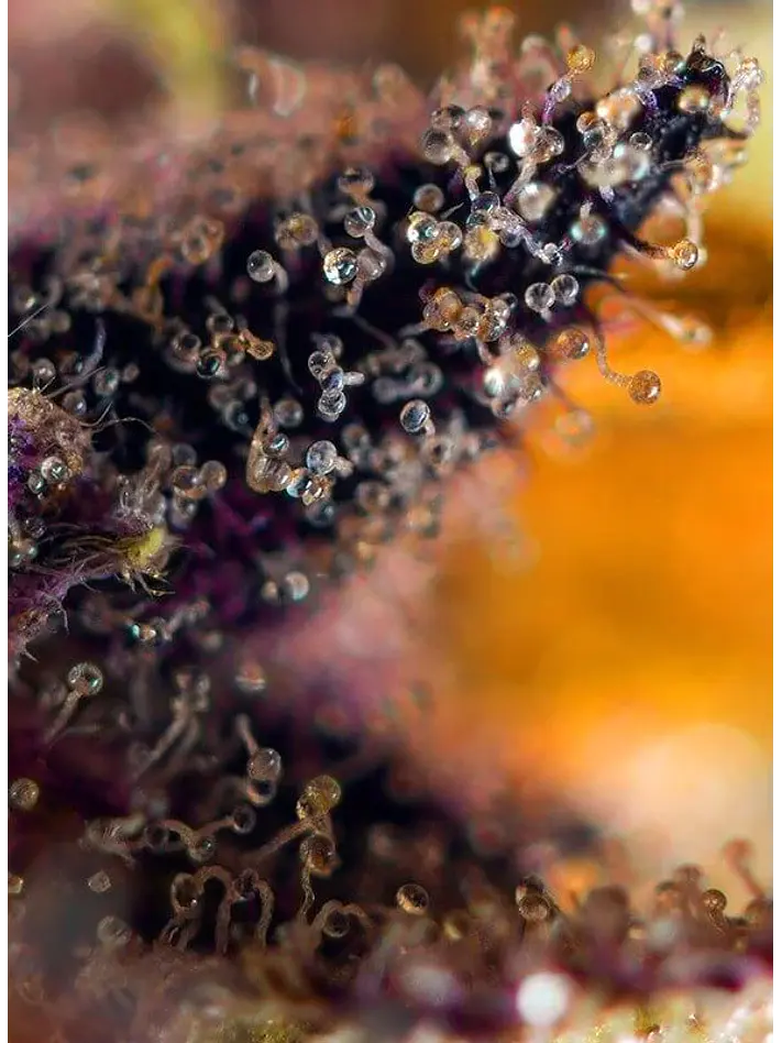 Dark Devil Red Family Auto® -Sweet Seeds (X25/X3+1) 3