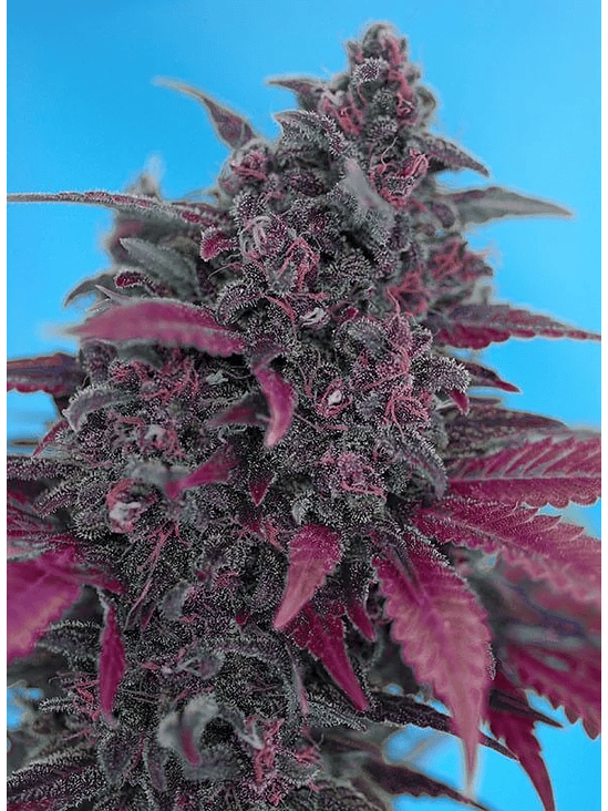 DARK DEVIL RED FAMILY  AUTO® X25-SWEET SEEDS 4