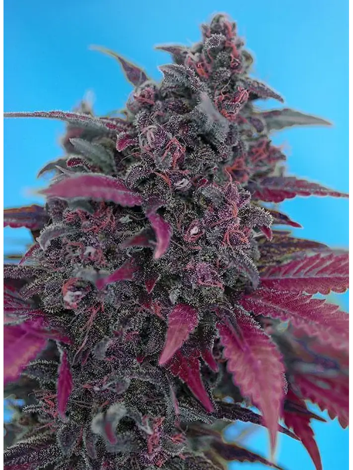 Dark Devil Red Family Auto® -Sweet Seeds (X25/X3+1) 4