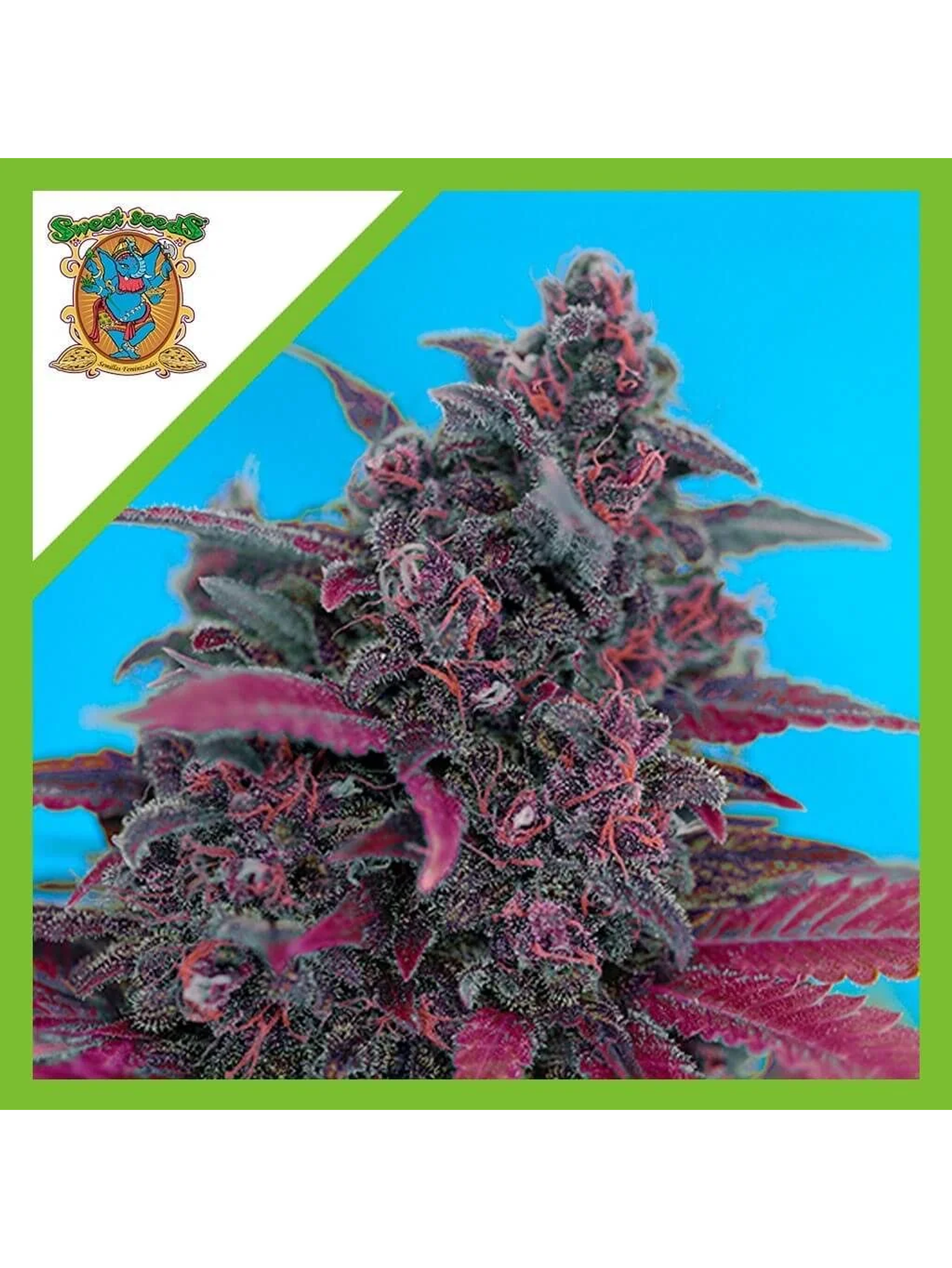 Dark Devil Red Family Auto® -Sweet Seeds (X25/X3+1) 1