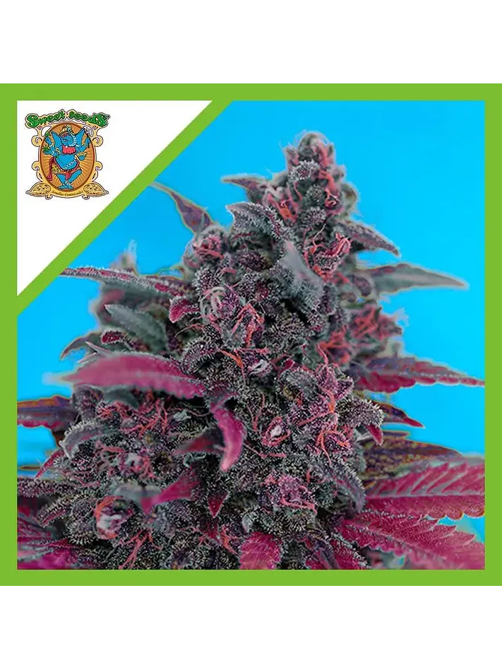 Dark Devil Red Family Auto® -Sweet Seeds (X25/X3+1) 1