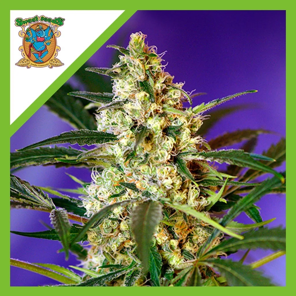 Fast Bud Auto® X3+1-Sweet Seeds 1