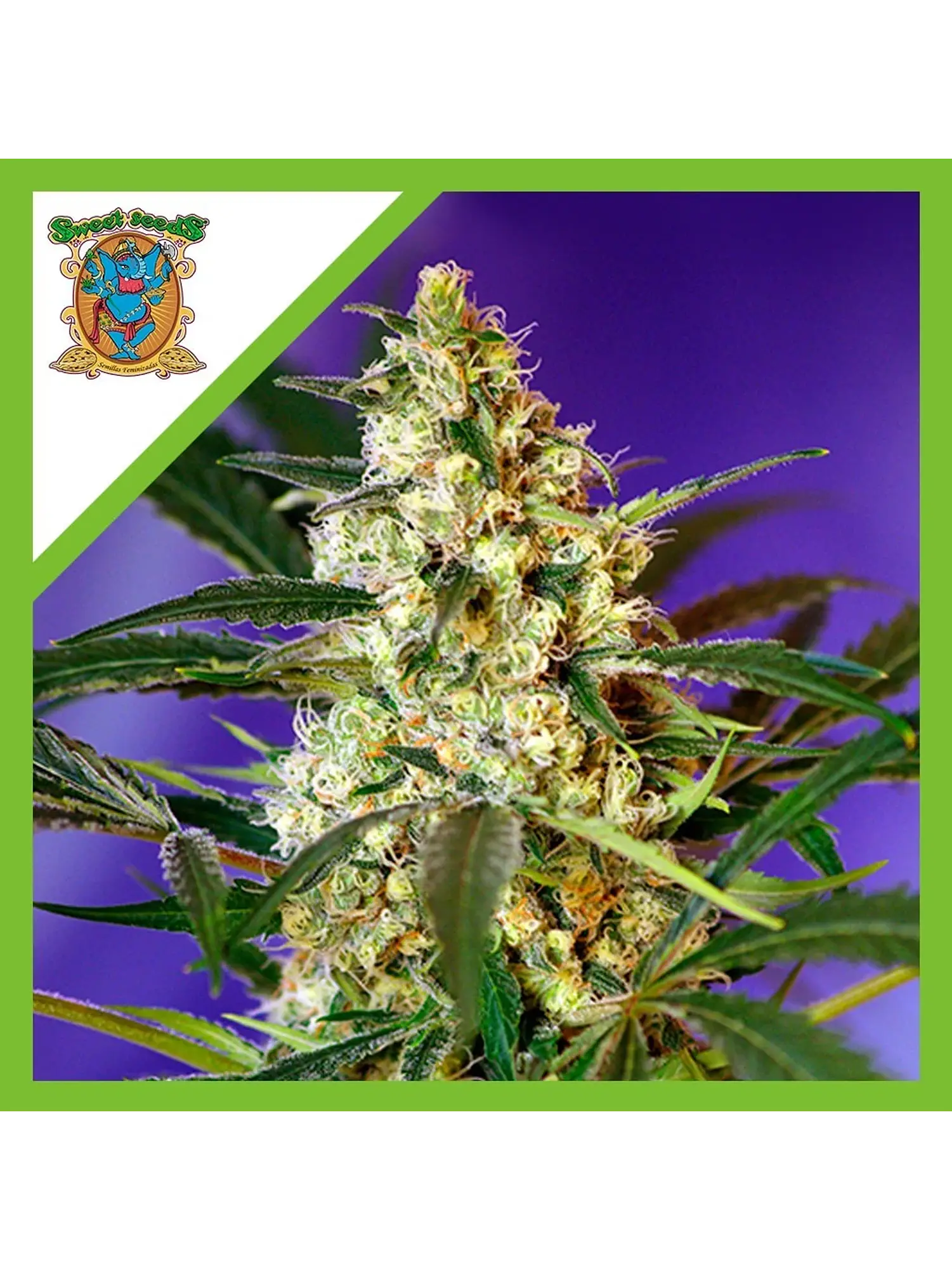 Fast Bud Auto® X3+1-Sweet Seeds 1