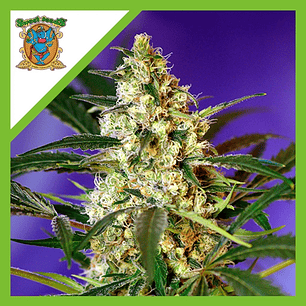 FAST BUD AUTO® X3+1-SWEET SEEDS