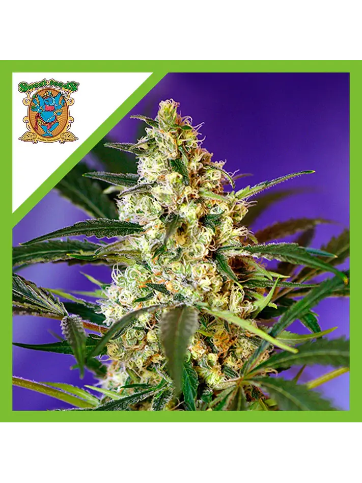 Fast Bud Auto® X3+1-Sweet Seeds 1