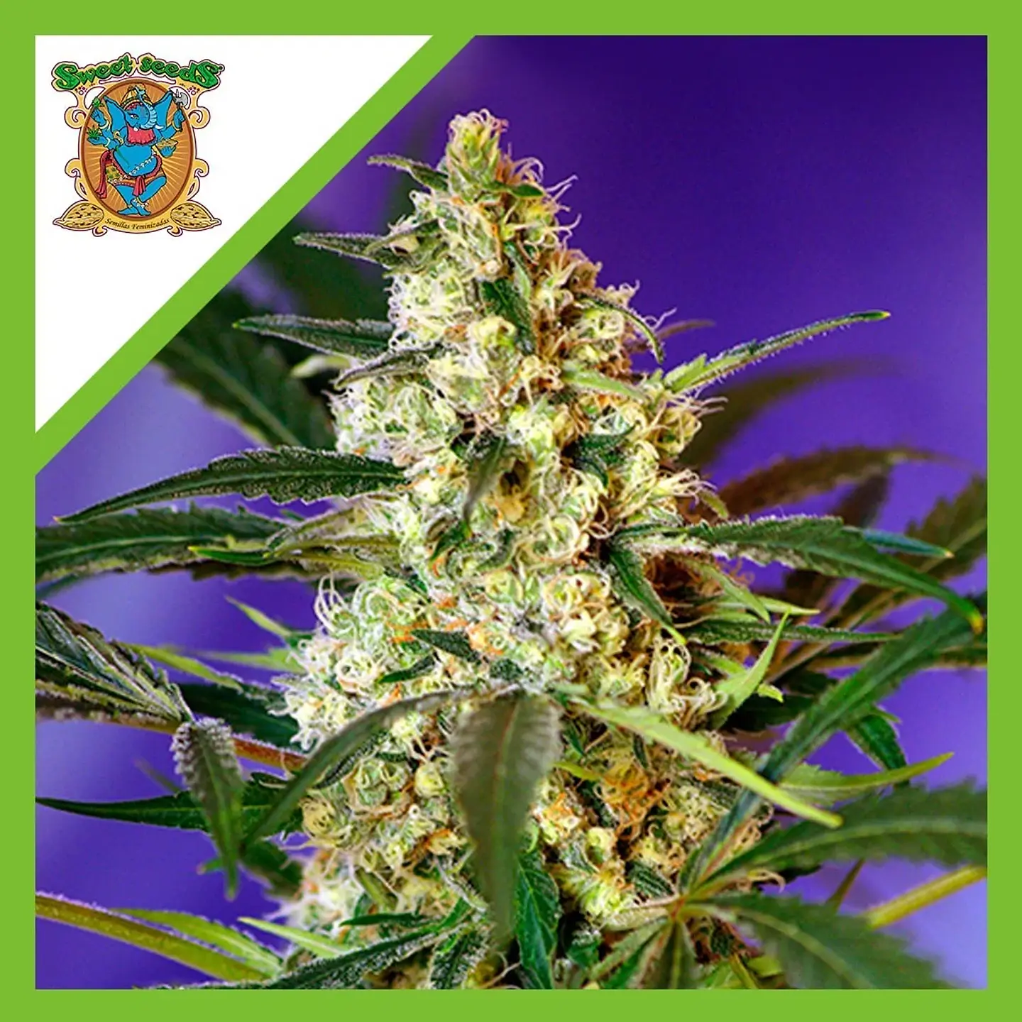 Fast Bud Auto® X3+1-Sweet Seeds 1
