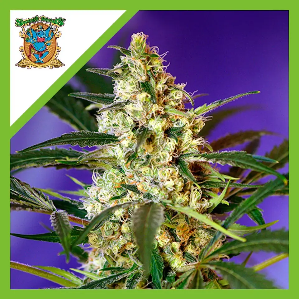 Fast Bud Auto® X3+1-Sweet Seeds 1
