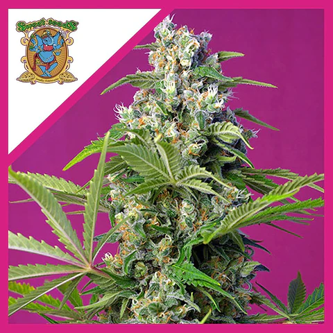 Gorilla Girl F1 Fem® X3+1-Sweet Seeds