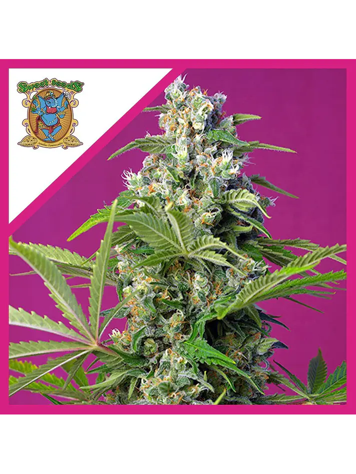 Gorilla Girl F1 Fem® X3+1-Sweet Seeds 1
