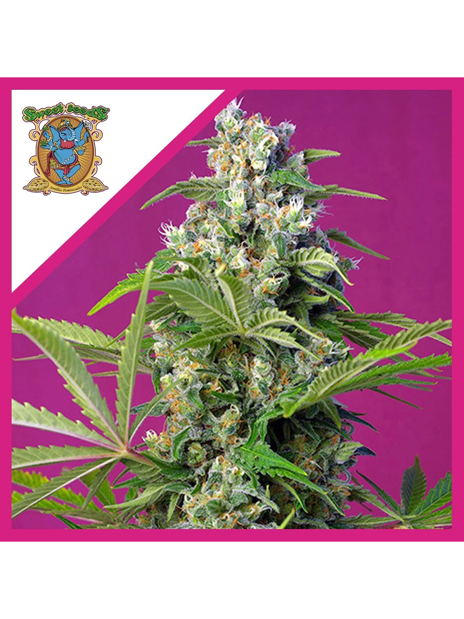 Gorilla Girl  Fem® X3+1-Sweet Seeds 1