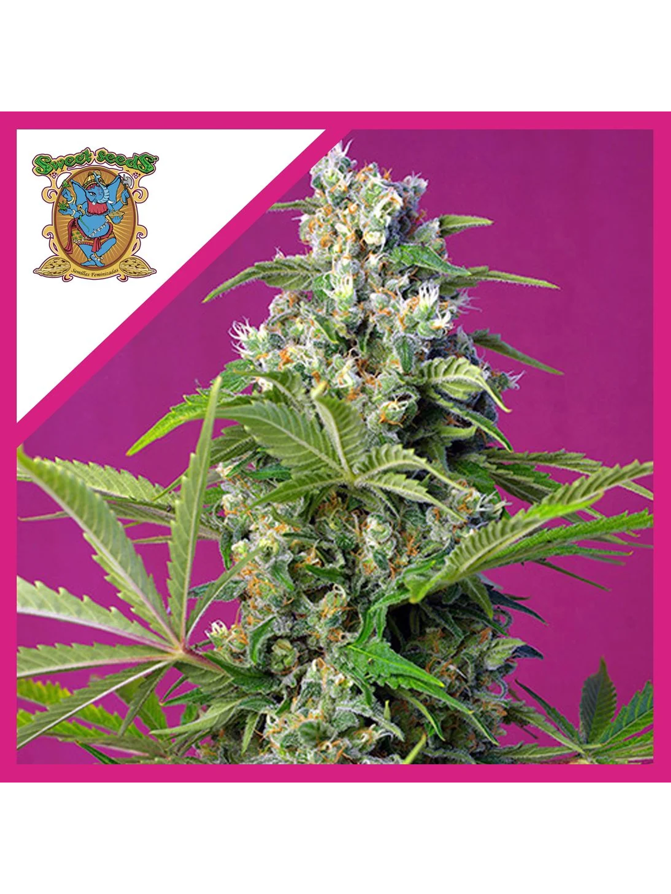 Gorilla Girl  Fem® X3+1-Sweet Seeds 1