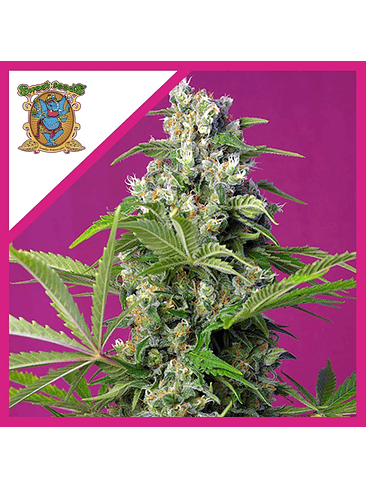 GORILLA GIRL  FEM® X3+1-SWEET SEEDS 1