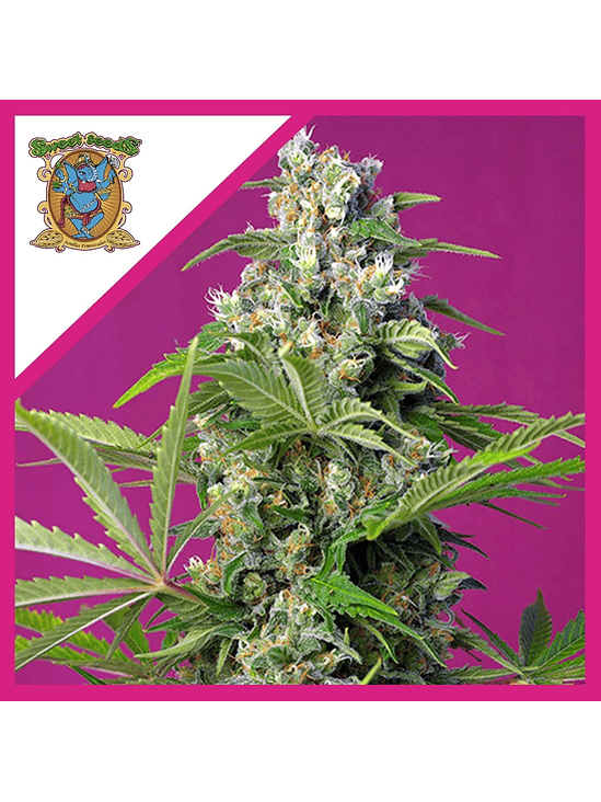 GORILLA GIRL  FEM® X3+1-SWEET SEEDS 1