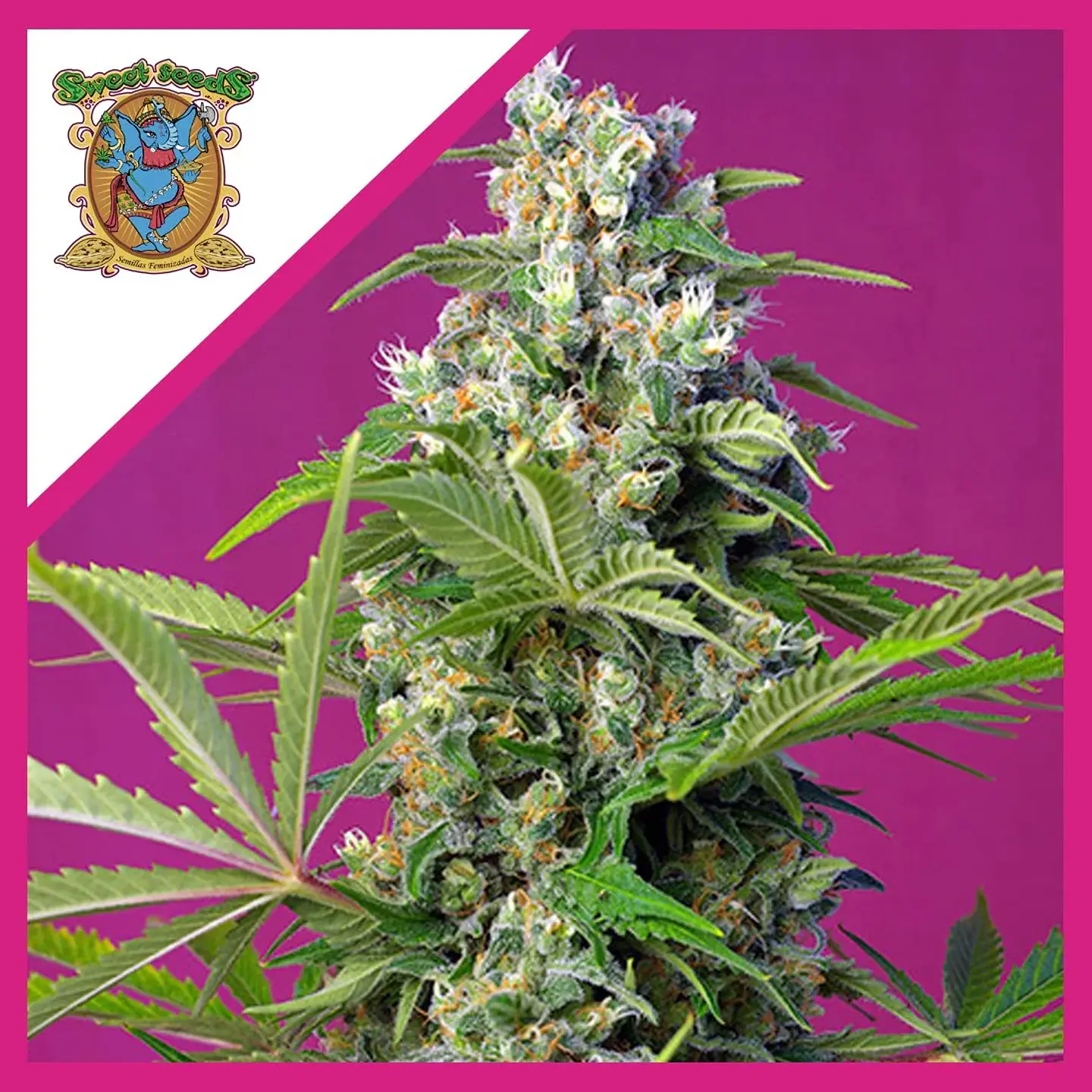 Gorilla Girl  Fem® X3+1-Sweet Seeds 1
