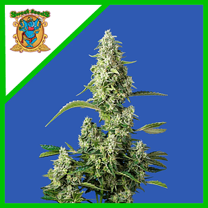 Gorilla Girl Xl  Auto® X3+1-Sweet Seeds