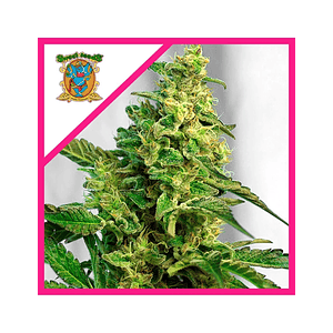 Gorilla Girl Xl Auto X25-Sweet Seeds