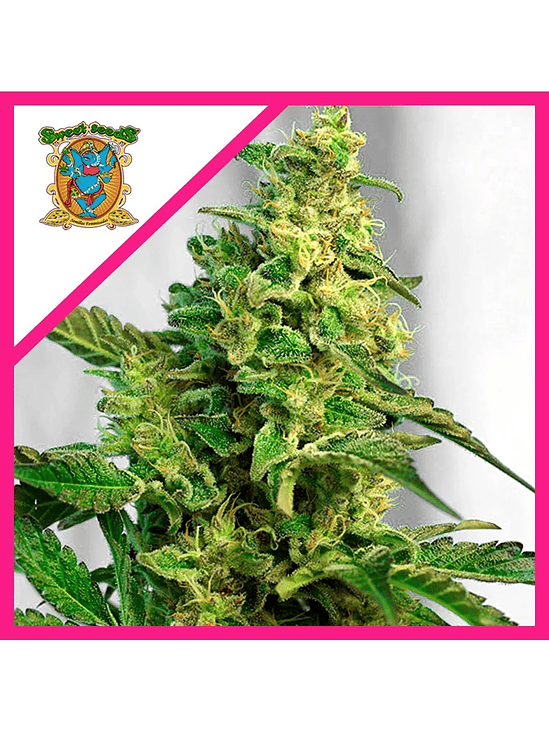 GORILLA GIRL XL AUTO X25-SWEET SEEDS 1