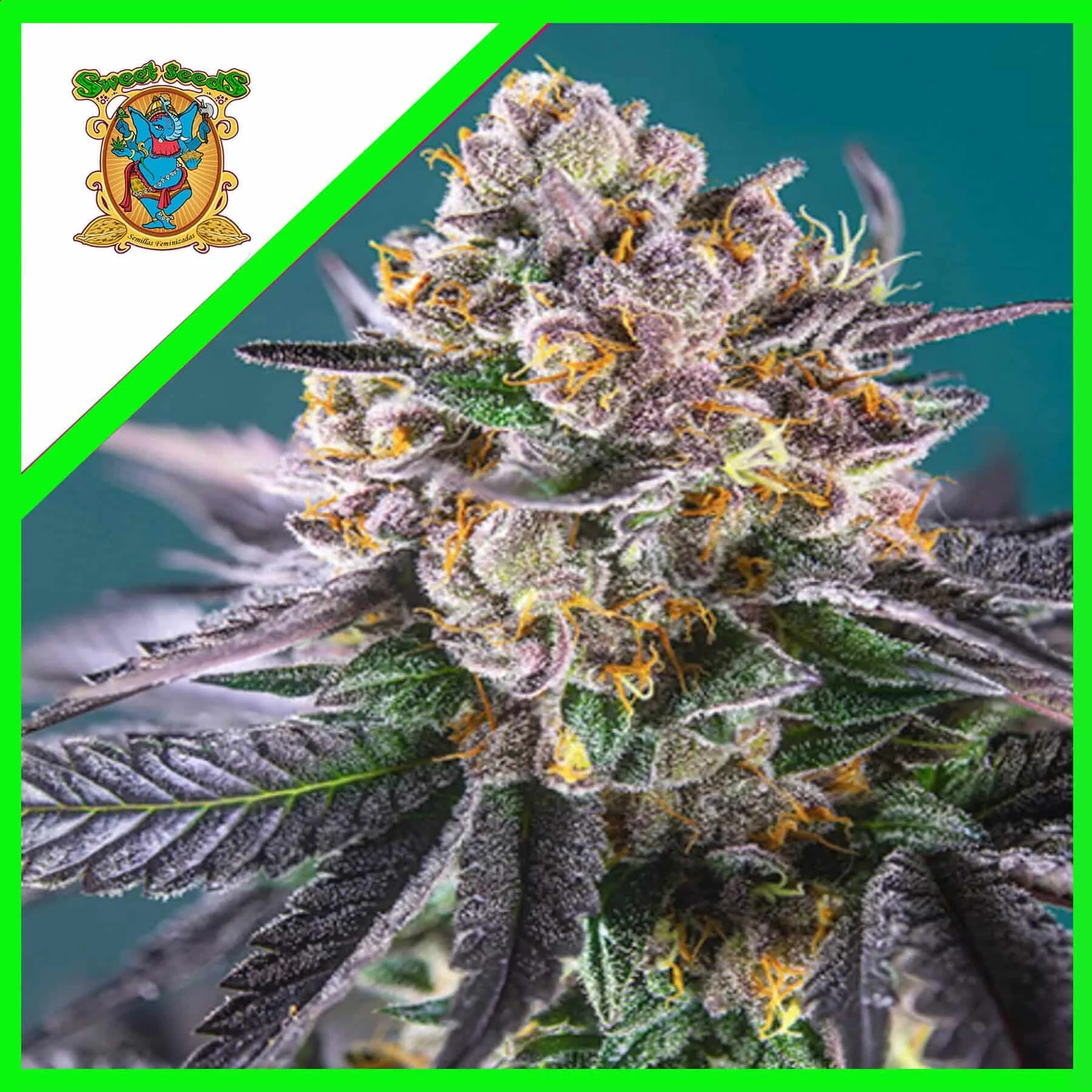 Gorilla Girl Xl Auto -Sweet Seeds (X100/X25/X5+2/X3+1) 1