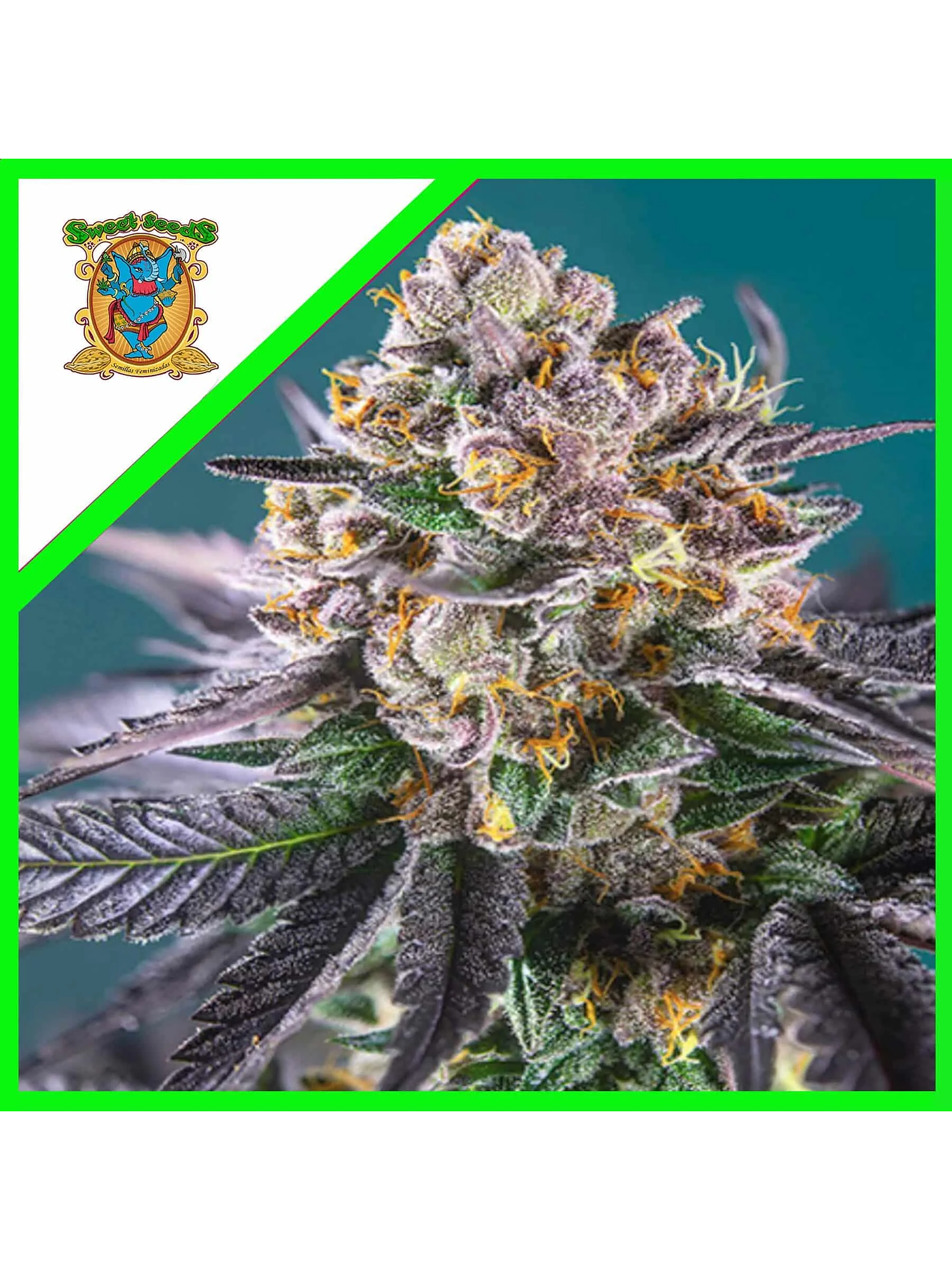 Gorilla Girl Xl Auto -Sweet Seeds (X100/X25/X5+2/X3+1) 1