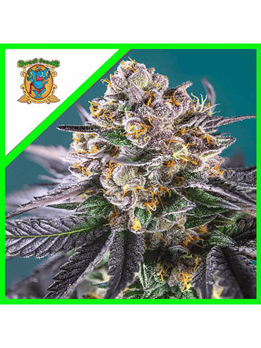 GORILLA GIRL XL AUTO X100-SWEET SEEDS 1