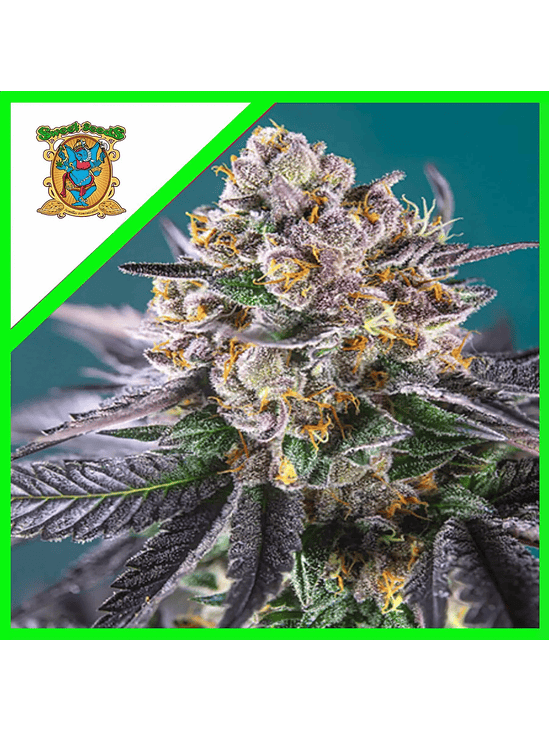 GORILLA GIRL XL AUTO X100-SWEET SEEDS 1