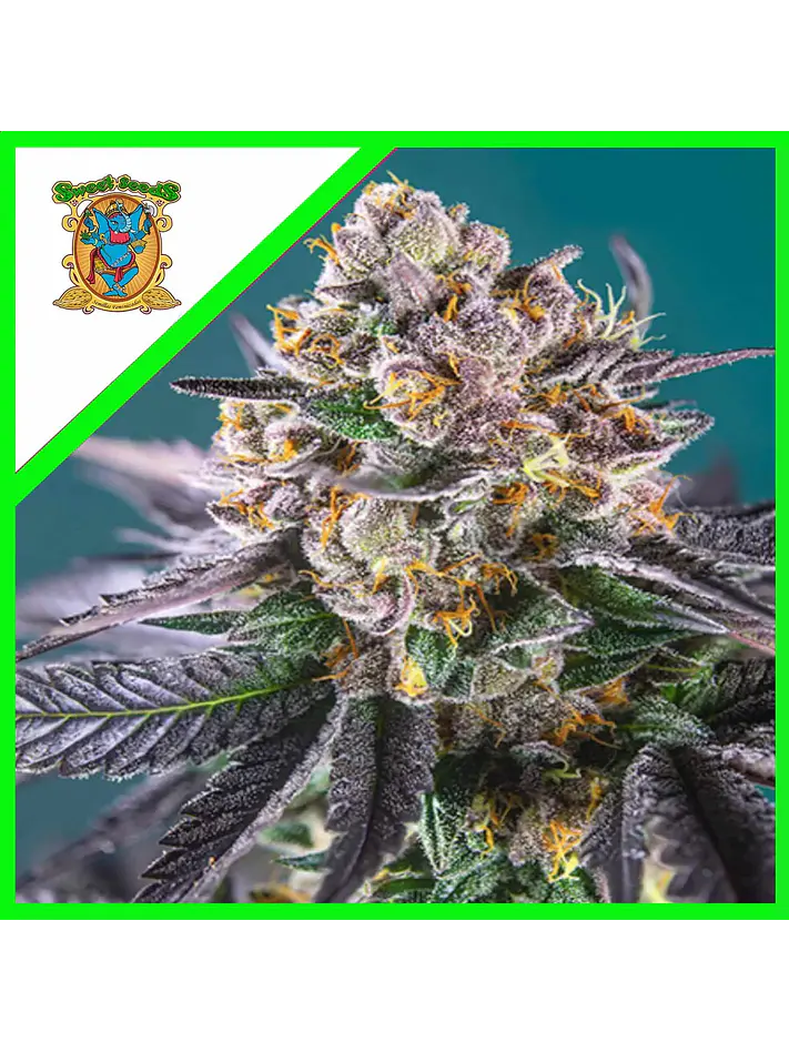 Gorilla Girl Xl Auto -Sweet Seeds (X100/X25/X5+2/X3+1) 1