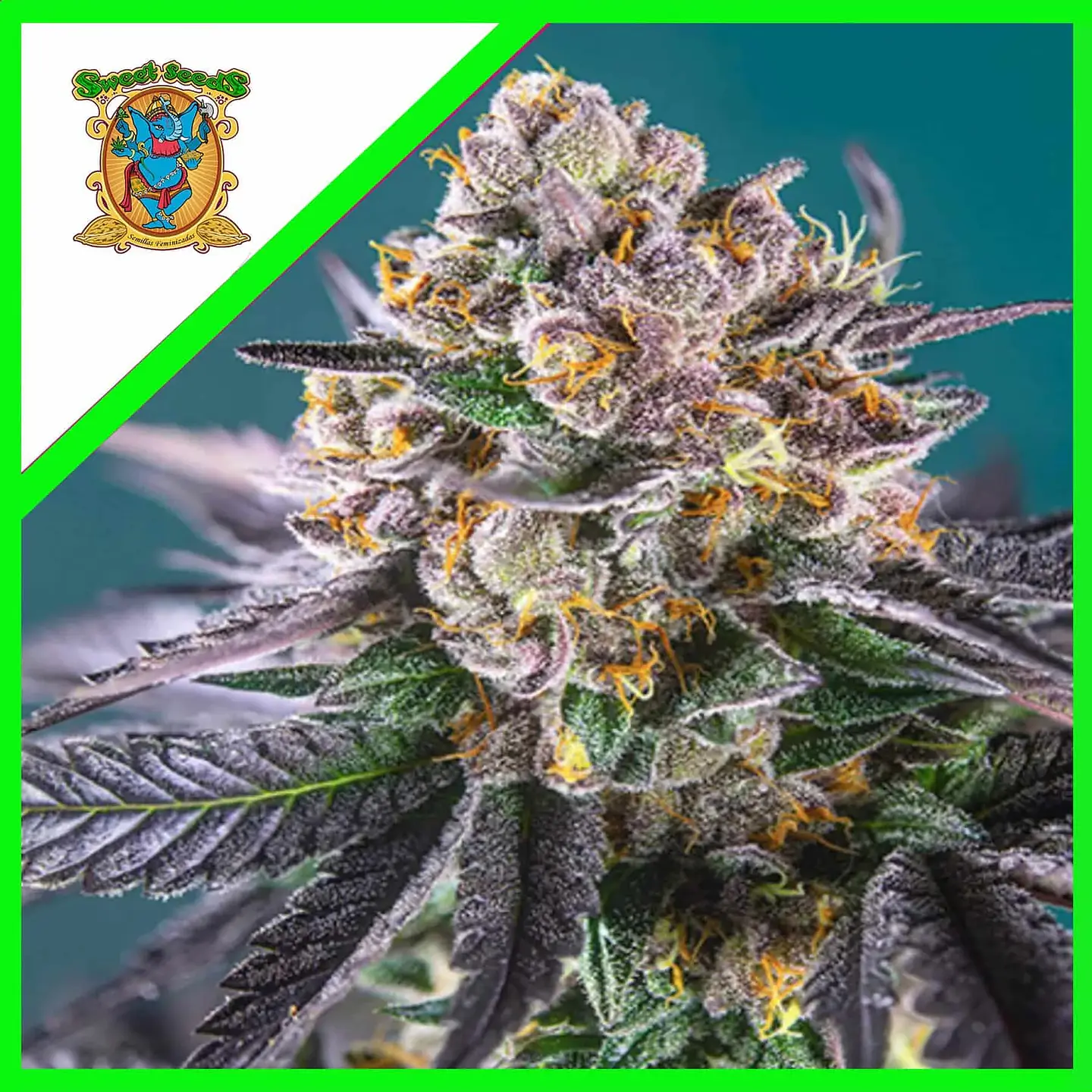 Gorilla Girl Xl Auto -Sweet Seeds (X100/X25/X5+2/X3+1) 1