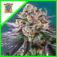Gorilla Girl Xl Auto -Sweet Seeds (X100/X25/X5+2/X3+1) - Miniatura 1