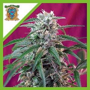 Green Poison  Auto® X3+1-Sweet Seeds