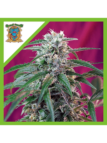 GREEN POISON  AUTO® X3+1-SWEET SEEDS 1