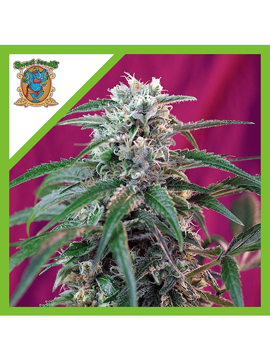 GREEN POISON  AUTO® X3+1-SWEET SEEDS 1