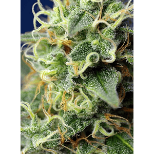 Green Poison Cbd Fem® X3+1-Sweet Seeds