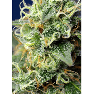 GREEN POISON CBD FEM® X3+1-SWEET SEEDS