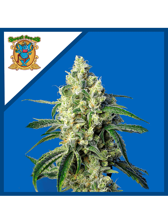 GREEN POISON CBD FEM® X3+1-SWEET SEEDS 1