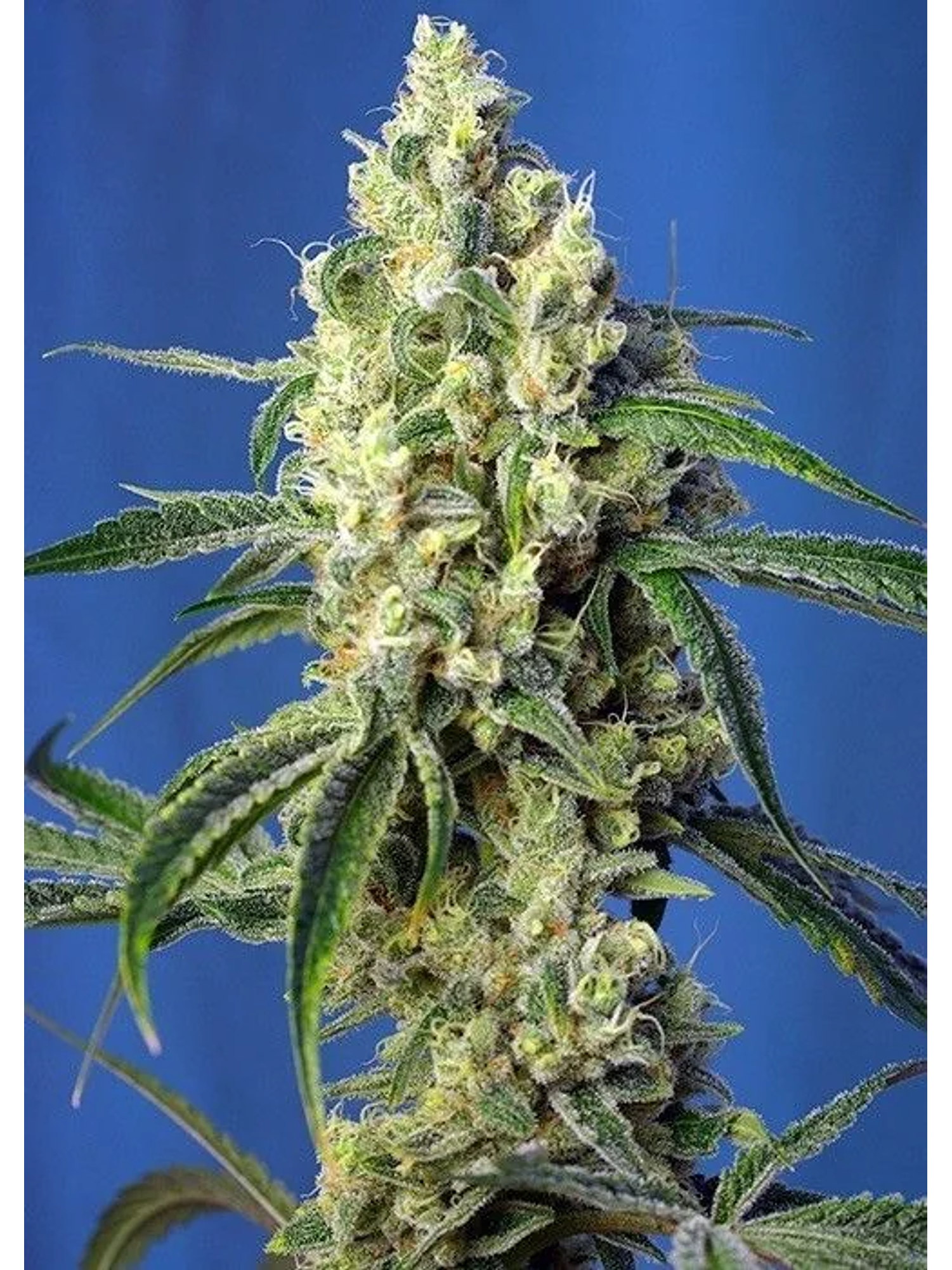 Green Poison Cbd Fem -Sweet Seeds (X5+2/X3+1) 1