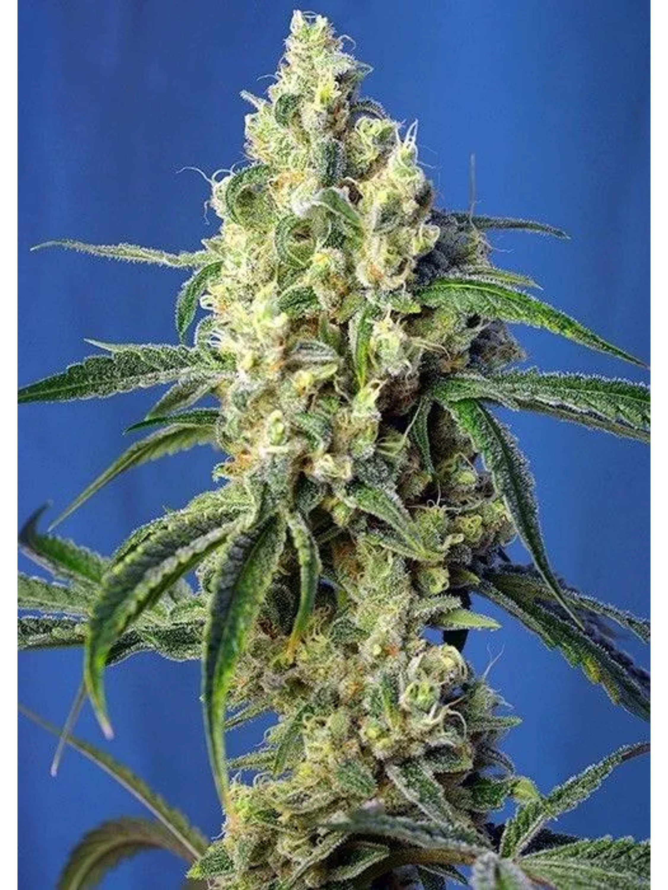 Green Poison Cbd Fem -Sweet Seeds (X5+2/X3+1) 1