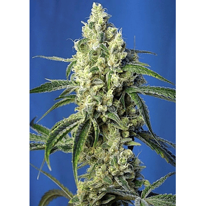Green Poison Cbd Fem X5+2-Sweet Seeds