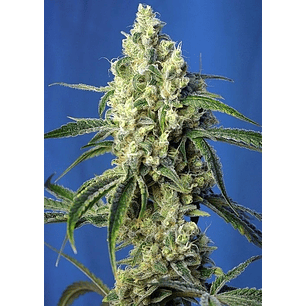 GREEN POISON CBD FEM X5+2-SWEET SEEDS