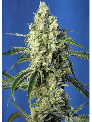 GREEN POISON CBD FEM X5+2-SWEET SEEDS 1