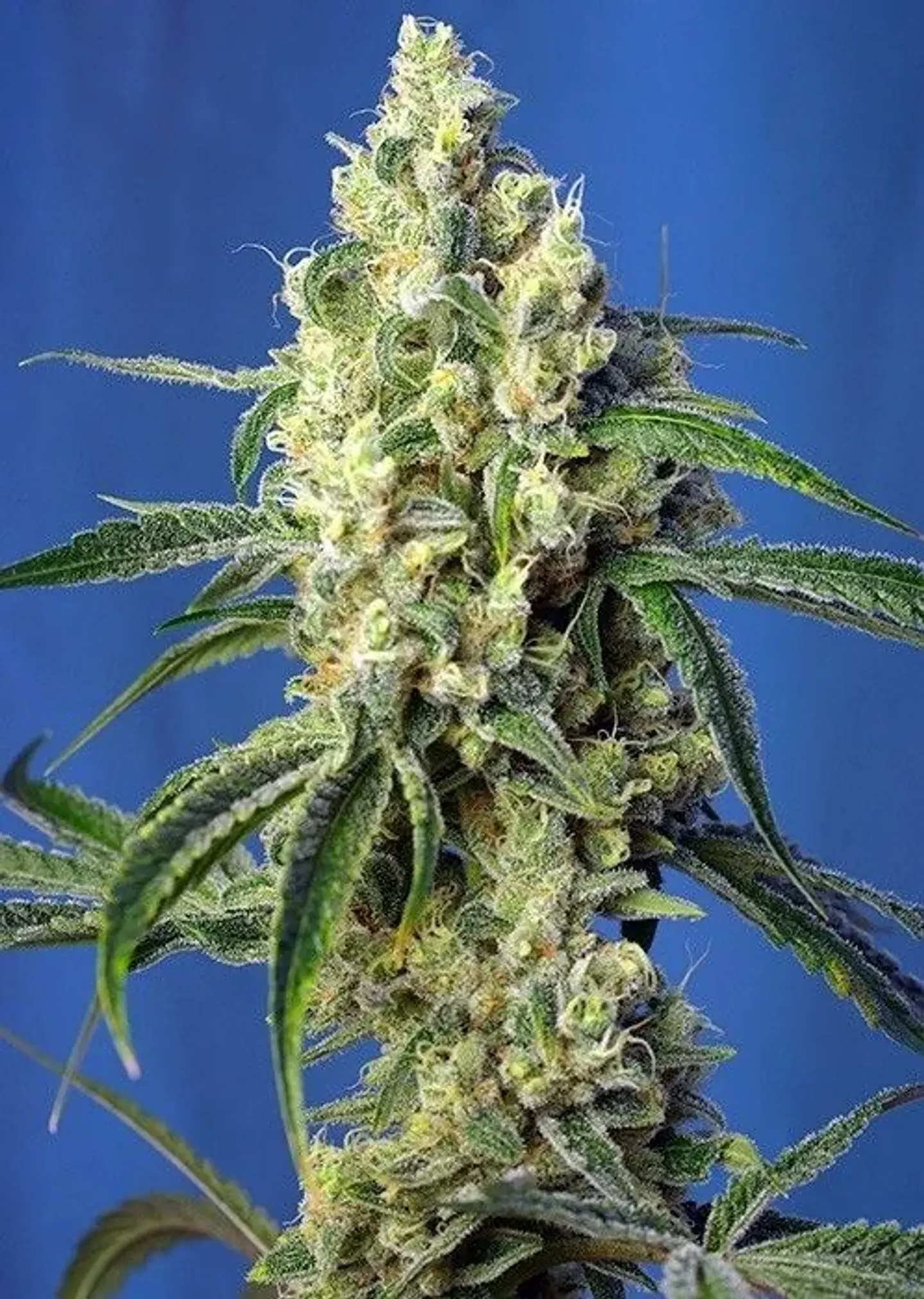 Green Poison Cbd Fem -Sweet Seeds (X5+2/X3+1) 1