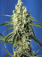Green Poison Cbd Fem X5+2-Sweet Seeds - Miniatura 1