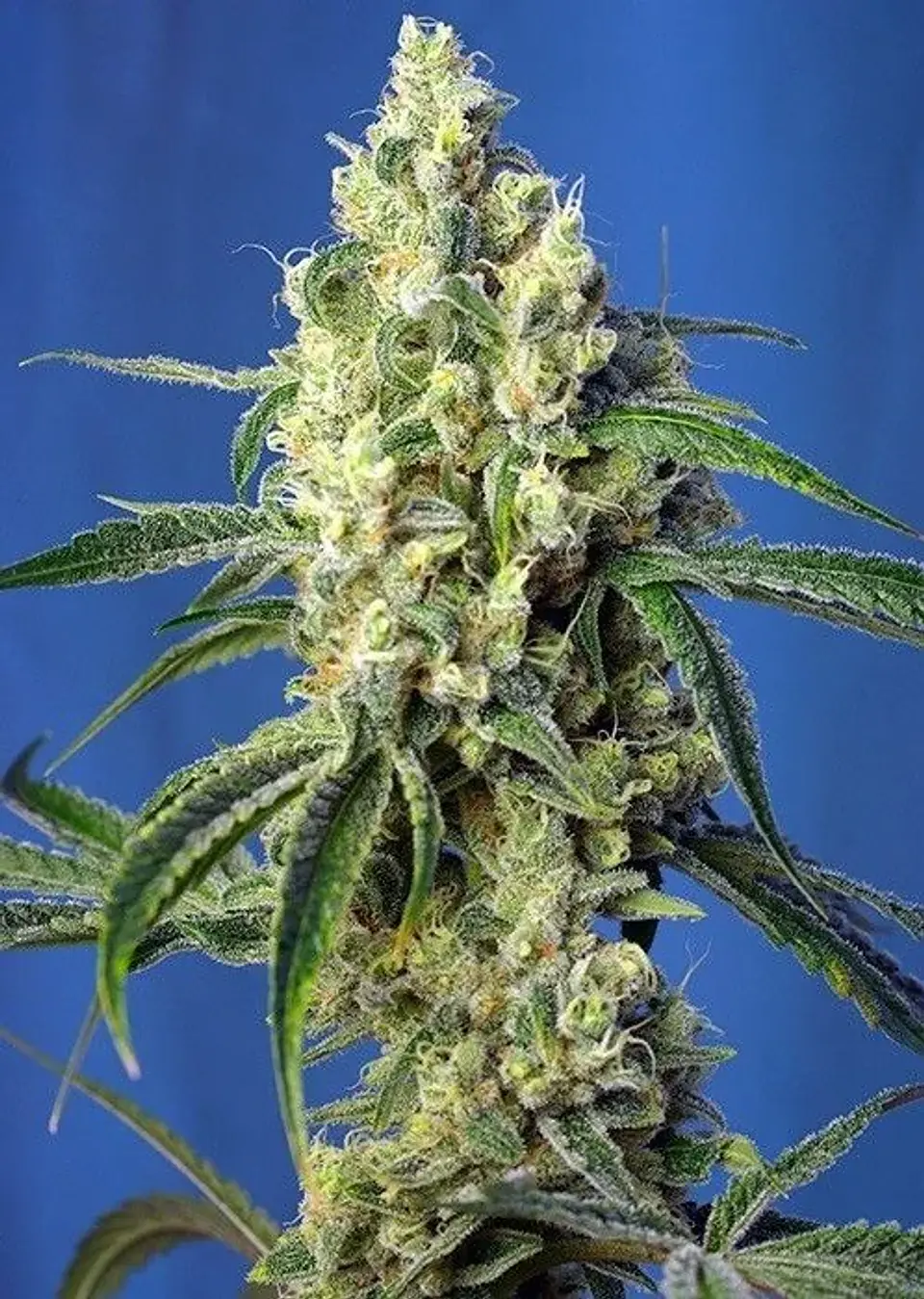 Green Poison Cbd Fem -Sweet Seeds (X5+2/X3+1) 1