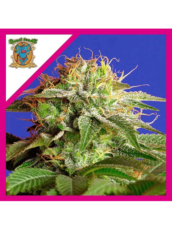 GREEN POISON F1 FEM® X3+1-SWEET SEEDS 1